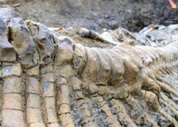 Hallan una nueva especie de dinosaurio en Pirineos