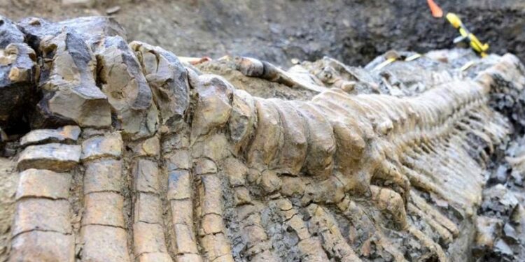 Hallan una nueva especie de dinosaurio en Pirineos