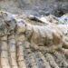 Hallan una nueva especie de dinosaurio en Pirineos
