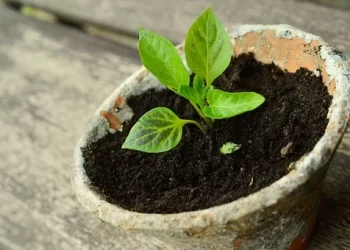 Miniplantas