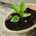 Miniplantas